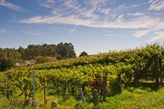albariño y viñedos en galicia